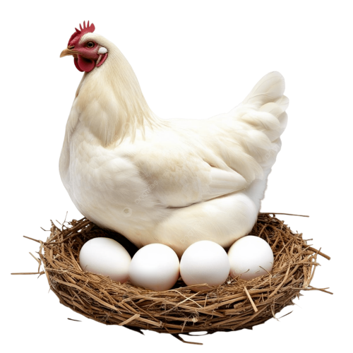 Organik Yumurta Tavuğu